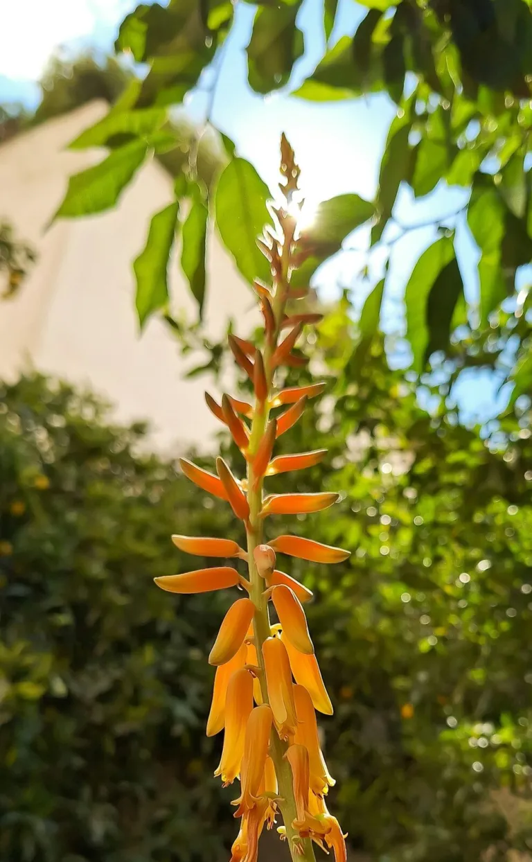 An orange aloe flower