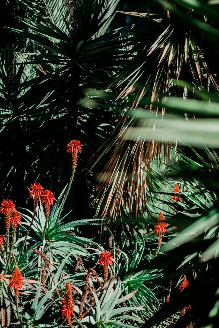 Aloes flowering in a garden