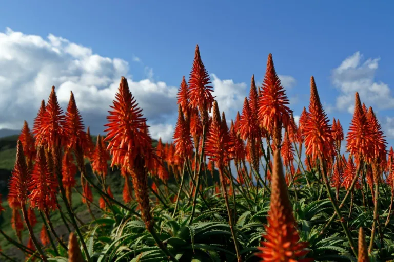 Red aloes flowering in a field